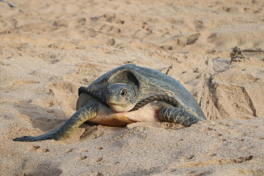 Hotel Ras Al Jinz Turtle Reserve Al Hadd Exterior foto